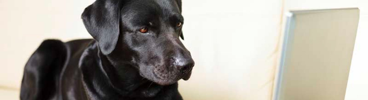 Black lab looking at a laptop